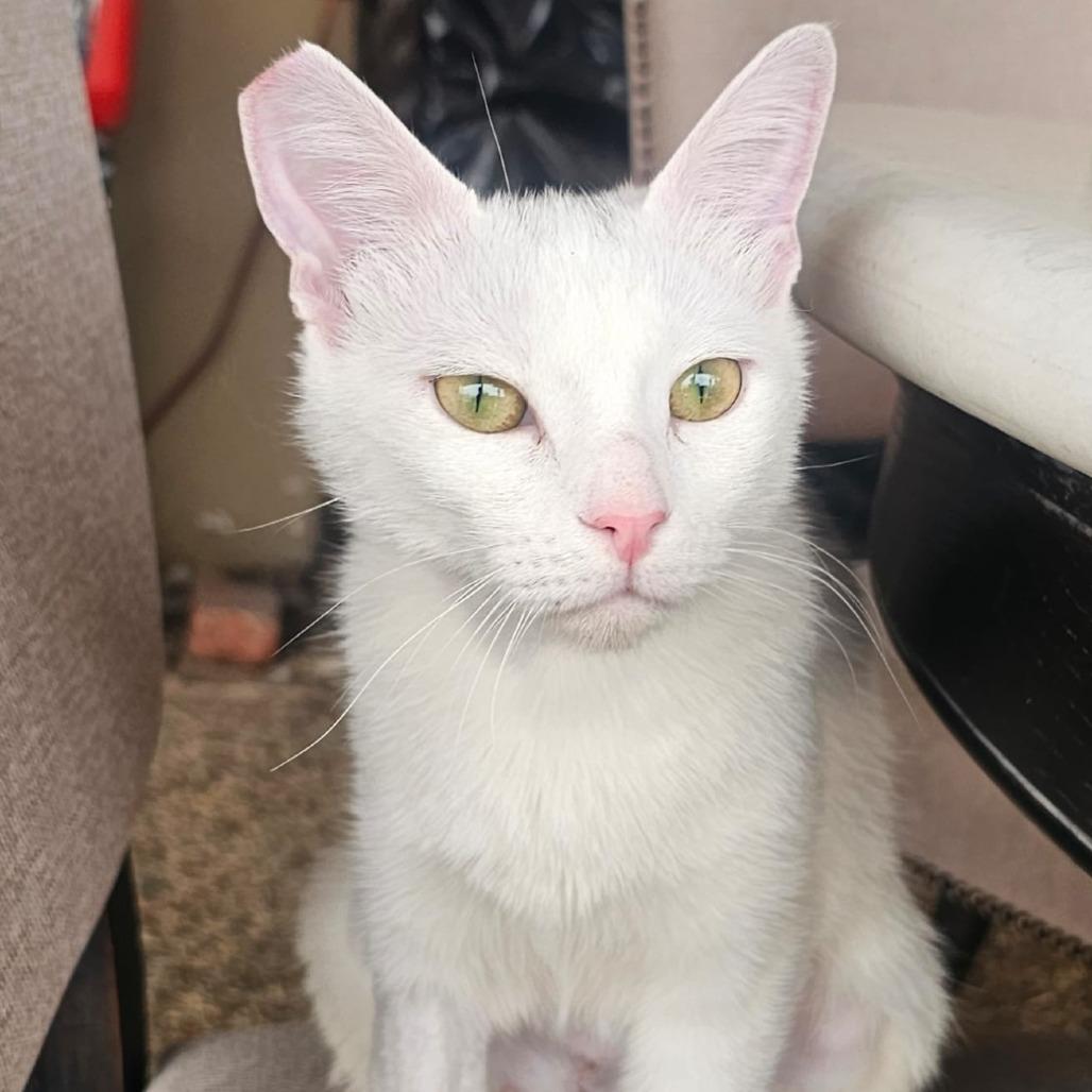 Pearl, a Adoptable American Shorthair in Las Vegas, NV image 2/2