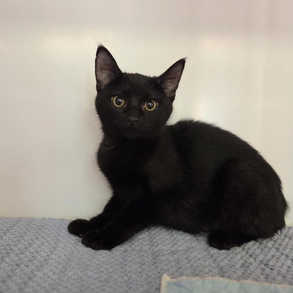 Coco, Adoptable, Kitten Female Domestic Short Hair.