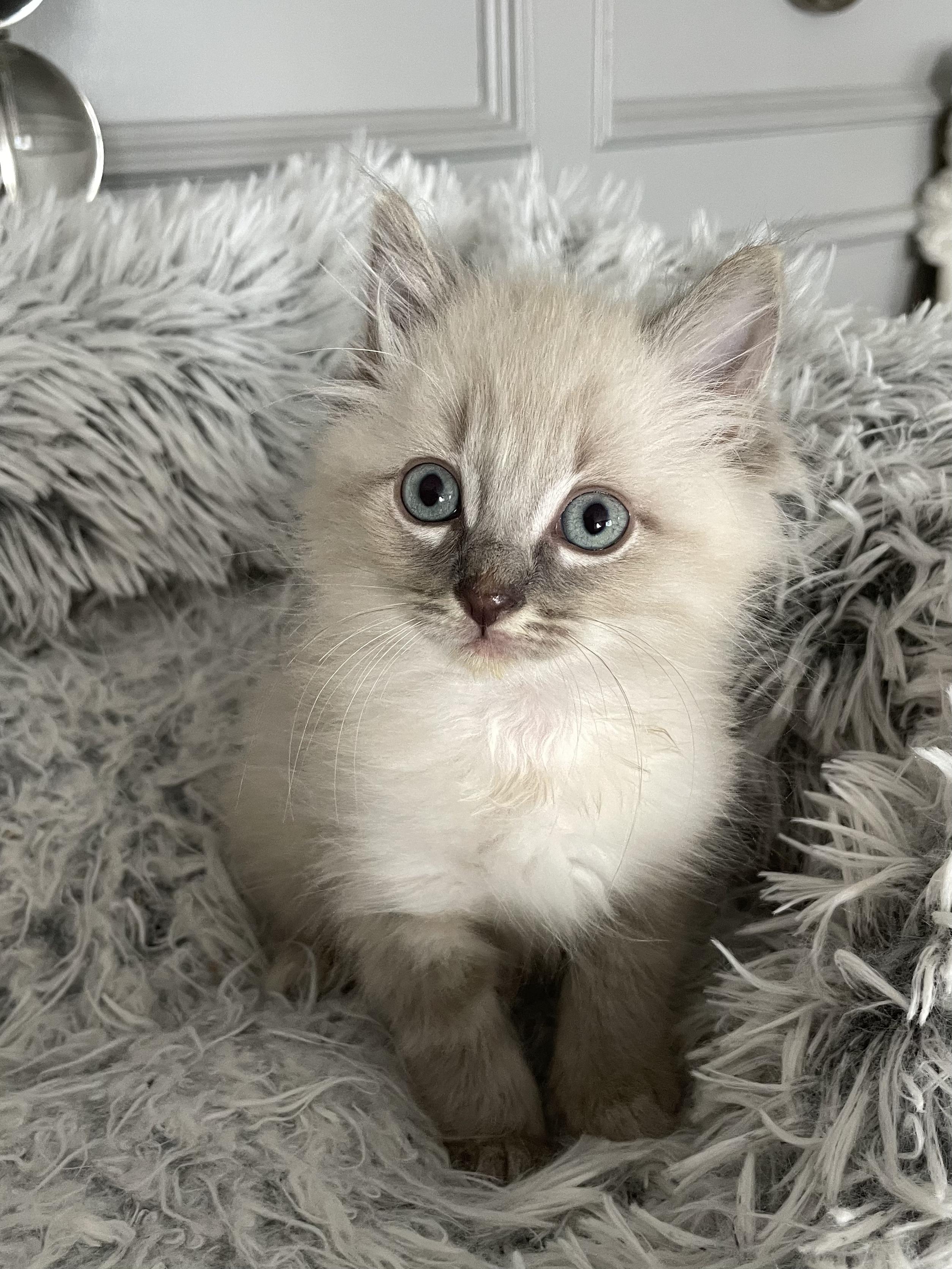 Enlarge Hubert   (Bonded with his sister Merida, an adorable little silver tabby, paired for adoption), a Adopted Siamese in Studio City, CA image 1/5