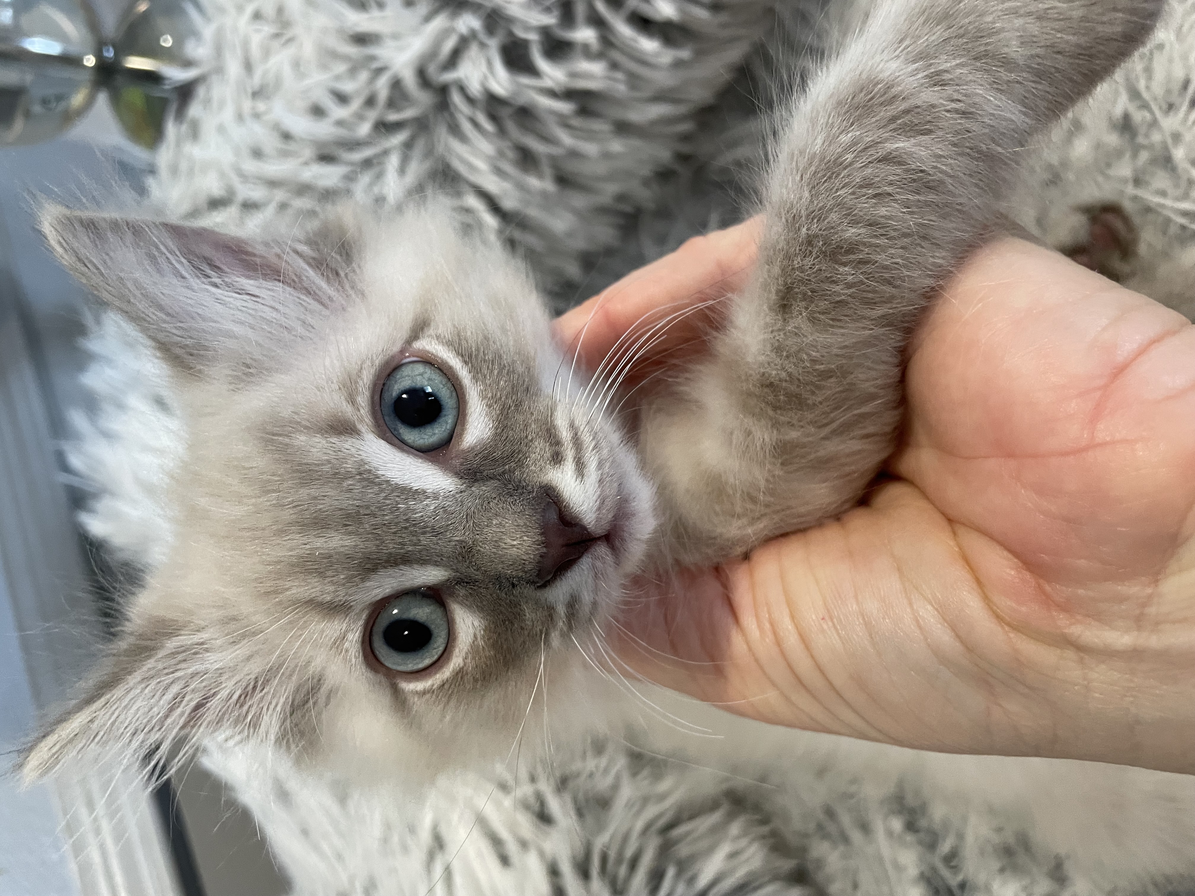 Enlarge Hubert   (Bonded with his sister Merida, an adorable little silver tabby, paired for adoption), a Adopted Siamese in Studio City, CA image 2/5