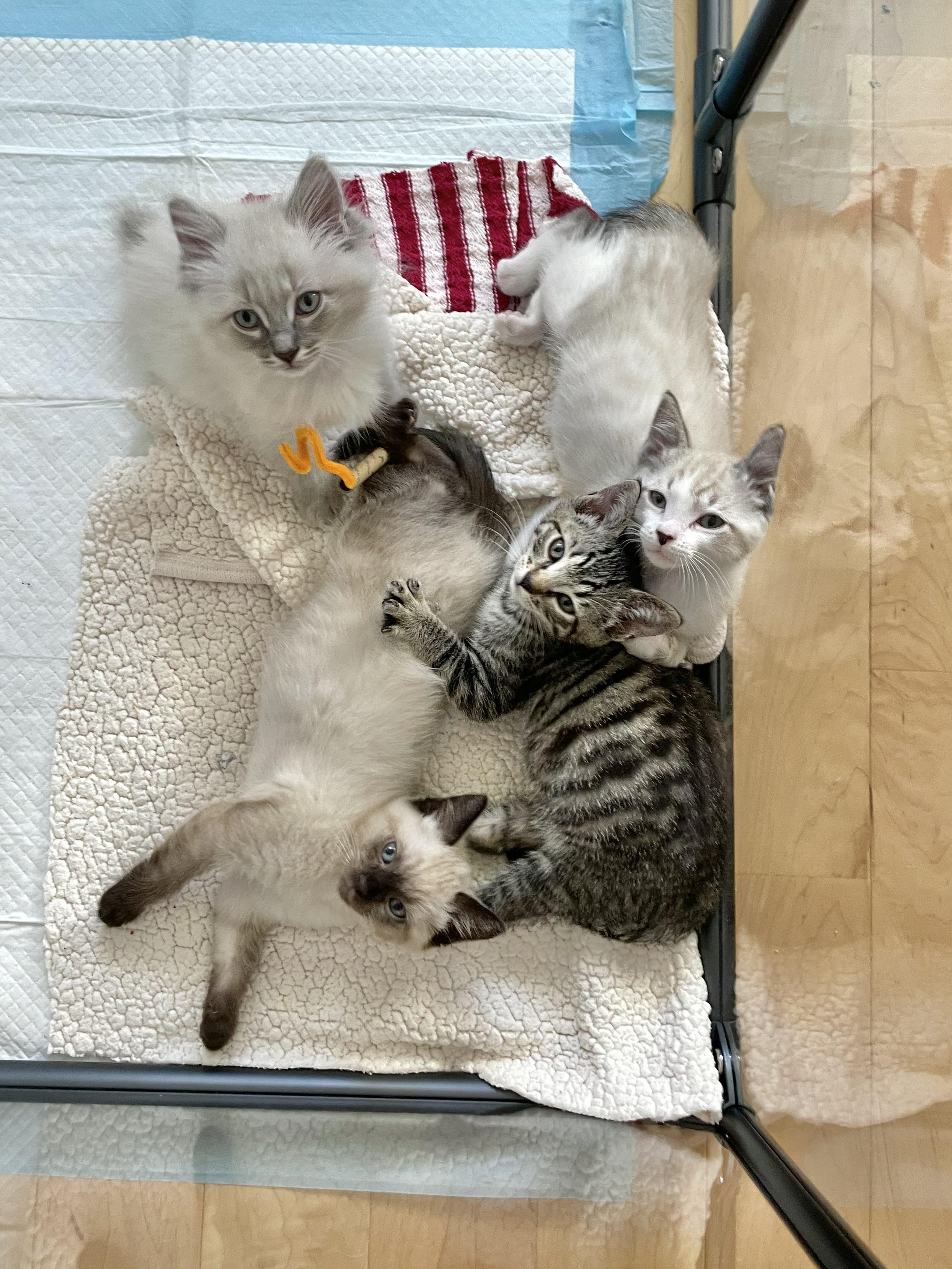 Enlarge Hubert   (Bonded with his sister Merida, an adorable little silver tabby, paired for adoption), a Adopted Siamese in Studio City, CA image 3/5