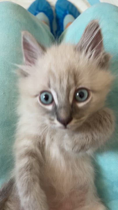 Enlarge Hubert   (Bonded with his sister Merida, an adorable little silver tabby, paired for adoption), a Adopted Siamese in Studio City, CA video 4/5