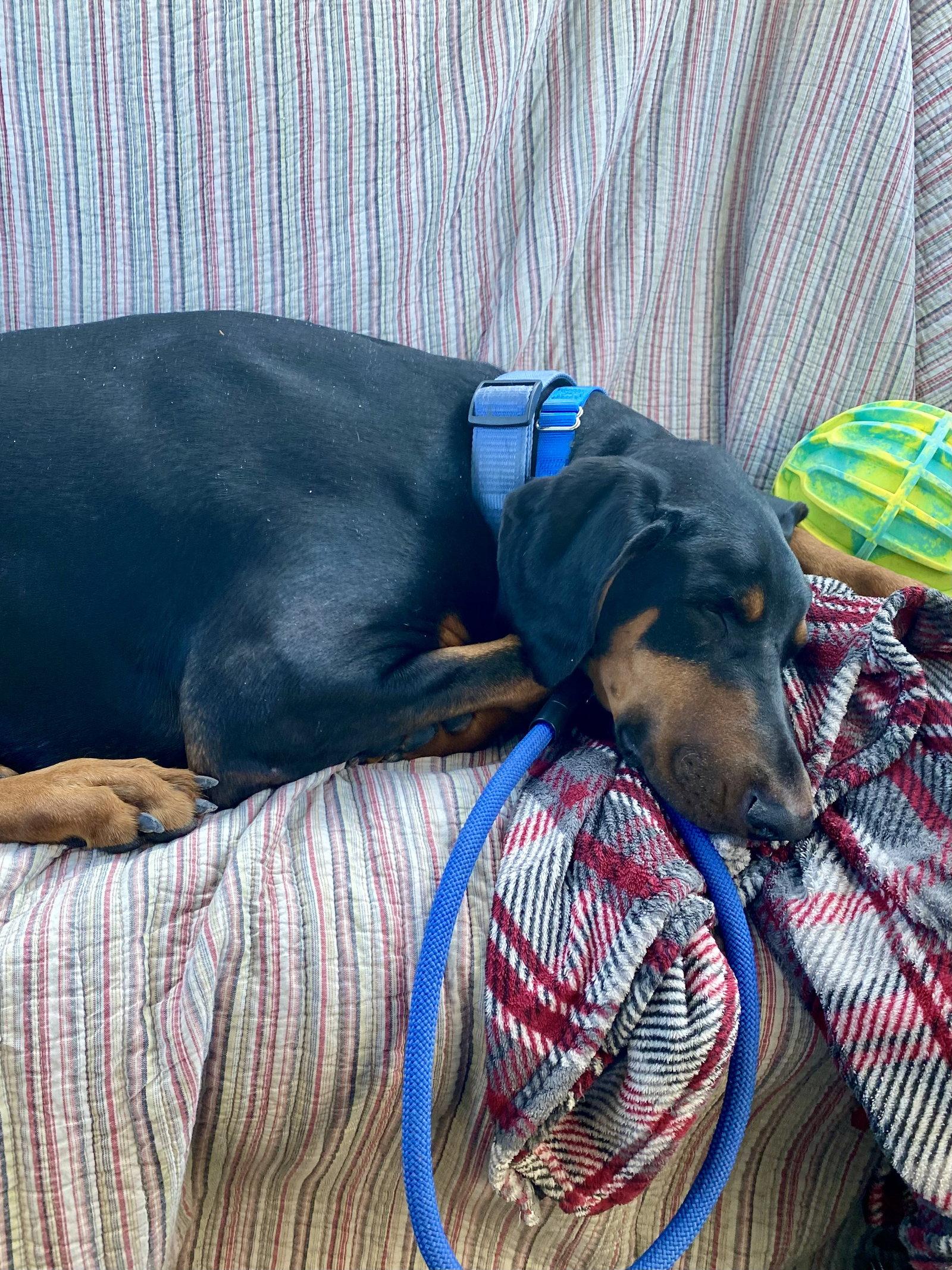 Blue, Adoptable, Adult Male Doberman Pinscher.