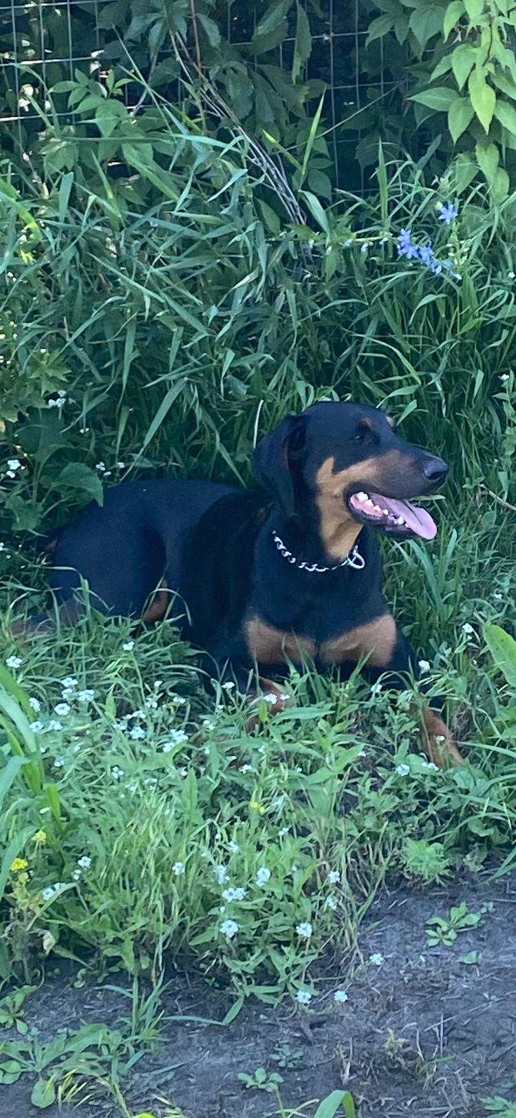 Blue, Adoptable, Adult Male Doberman Pinscher.