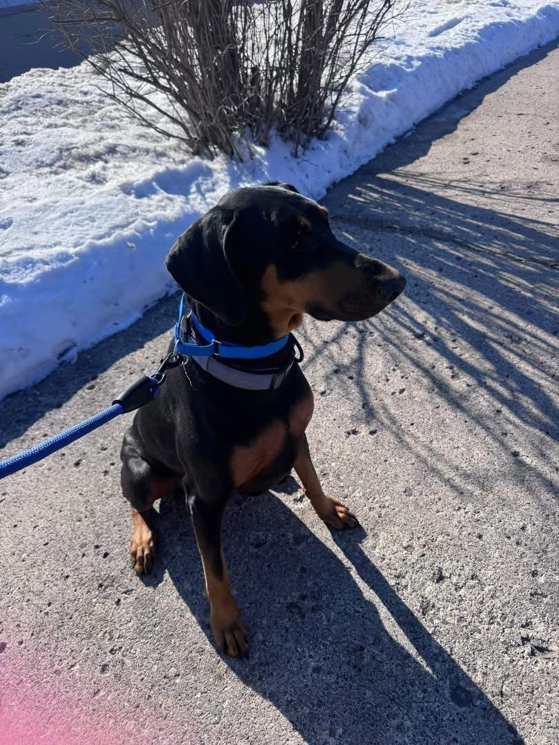 Enlarge Blue, a Adoptable Doberman Pinscher in Minneapolis, MN image 1/3