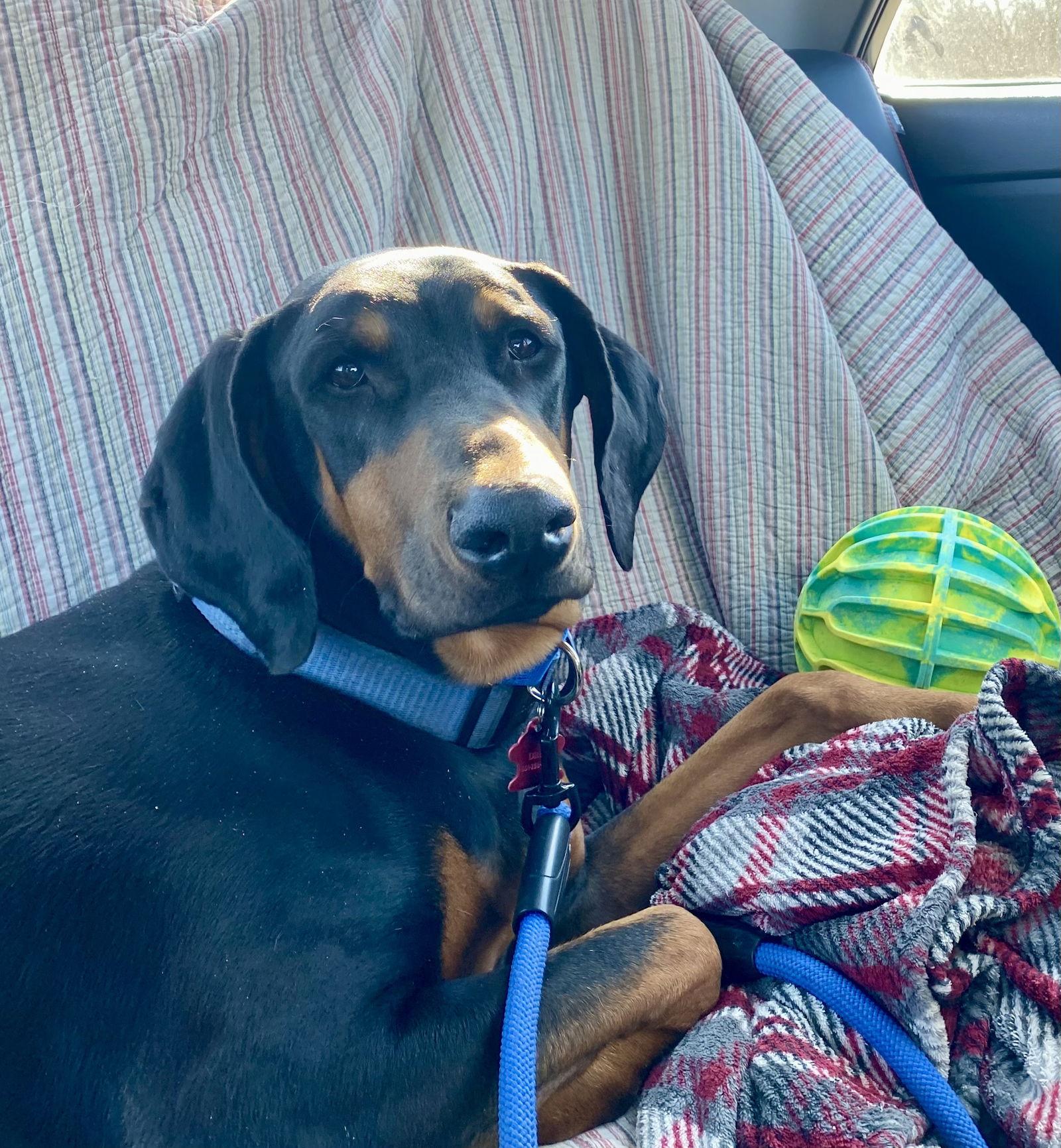 Enlarge Blue, a Adoptable Doberman Pinscher in Minneapolis, MN image 2/3