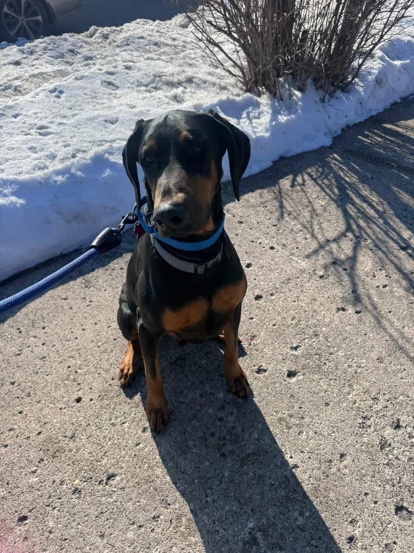 Enlarge Blue, a Adoptable Doberman Pinscher in Minneapolis, MN image 3/3