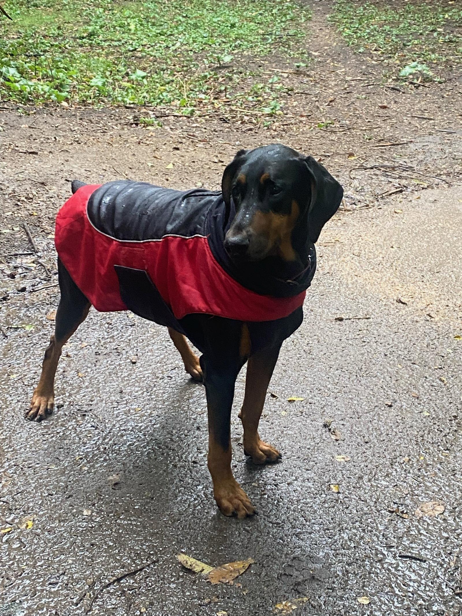 Enlarge Blue, a Adoptable Doberman Pinscher in Minneapolis, MN image 3/3
