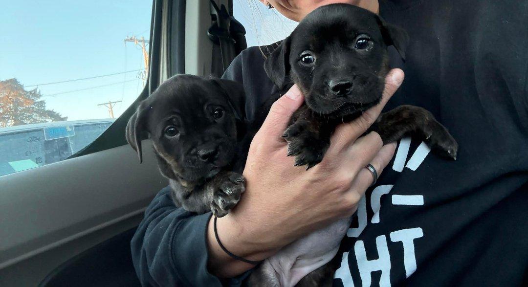 Enlarge Nina, pup on right of pic, a ADOPTABLE Cane Corso in Kenmore, NY image 1/2