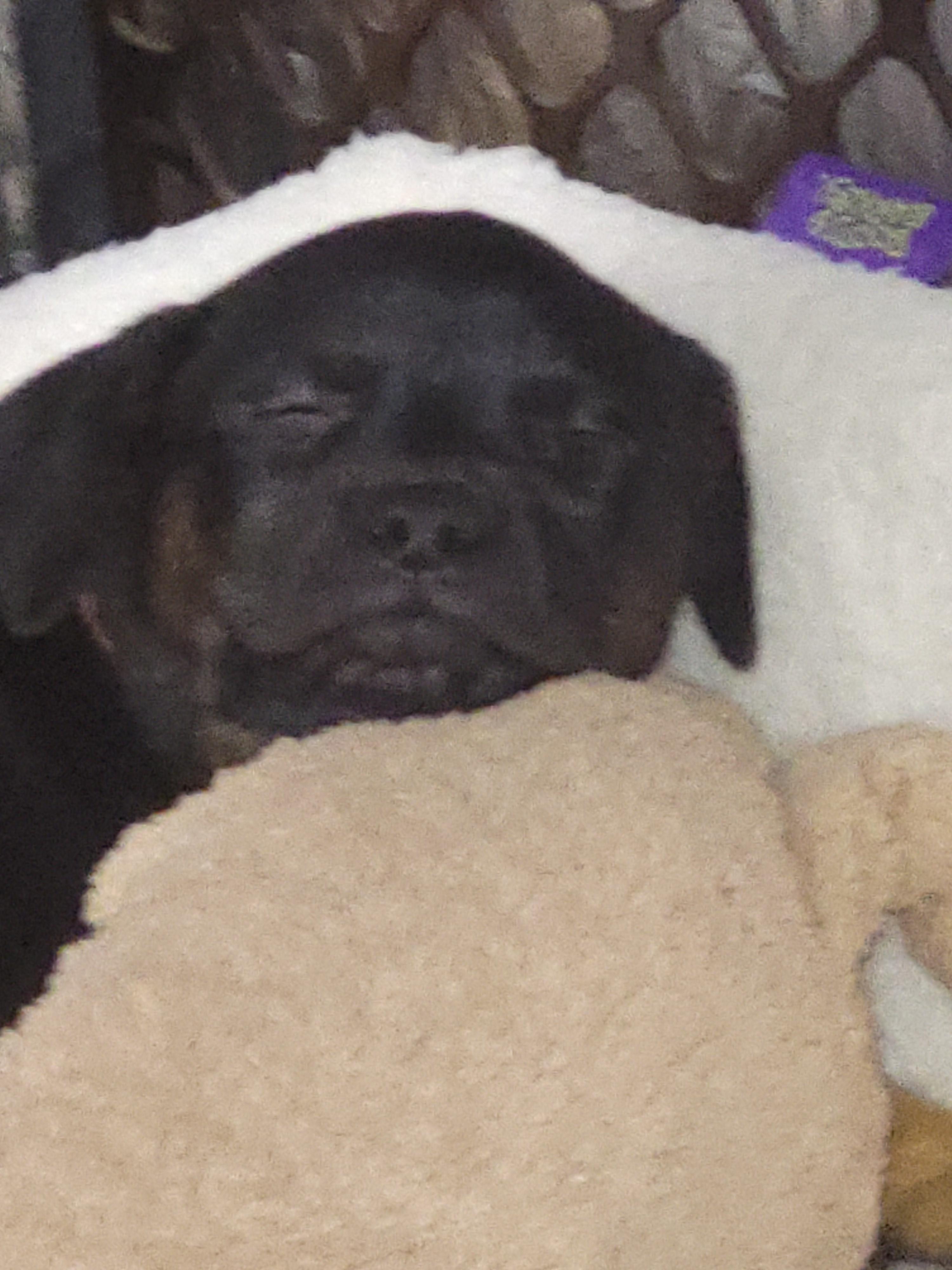 Enlarge Nina, pup on right of pic, a ADOPTABLE Cane Corso in Kenmore, NY image 2/2