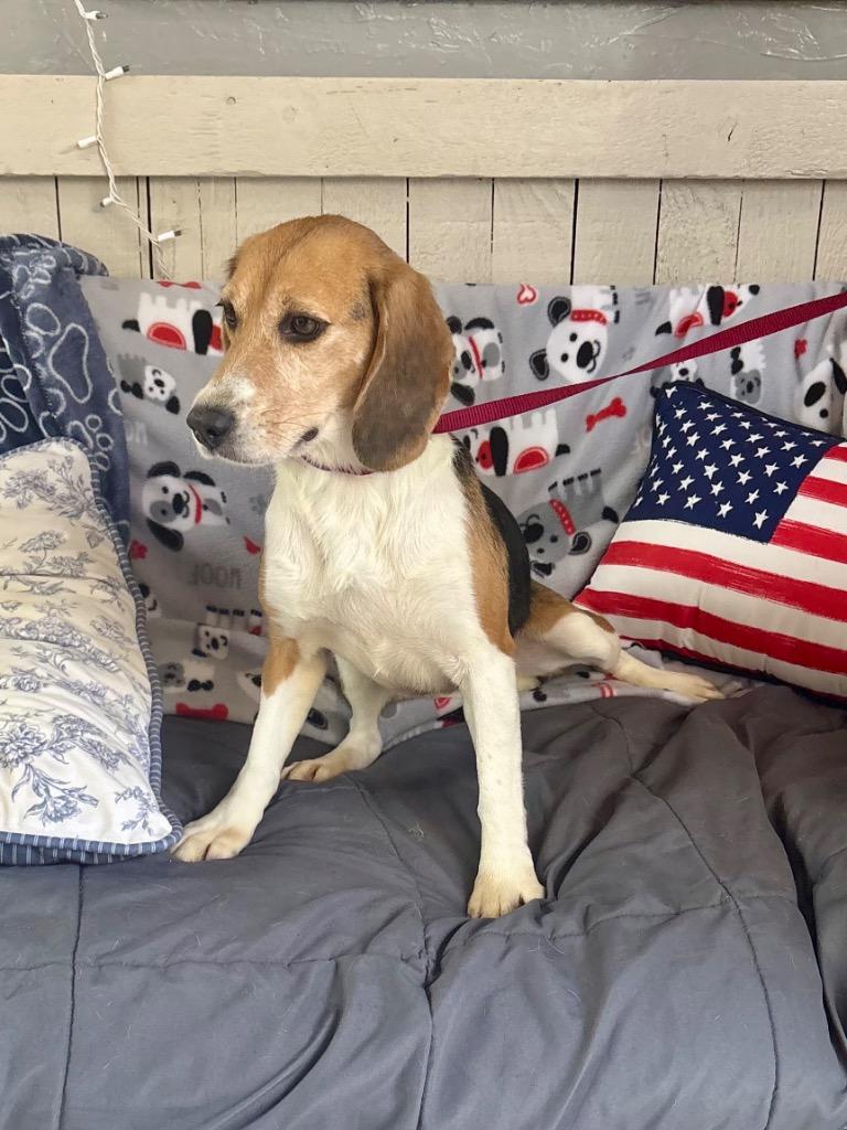 Enlarge Blue Bonnet, a Adoptable Beagle in Fort Worth, TX image 1/1