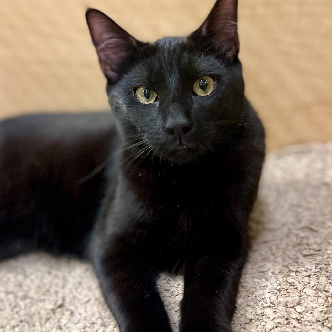 Night - sweet and gorgeous