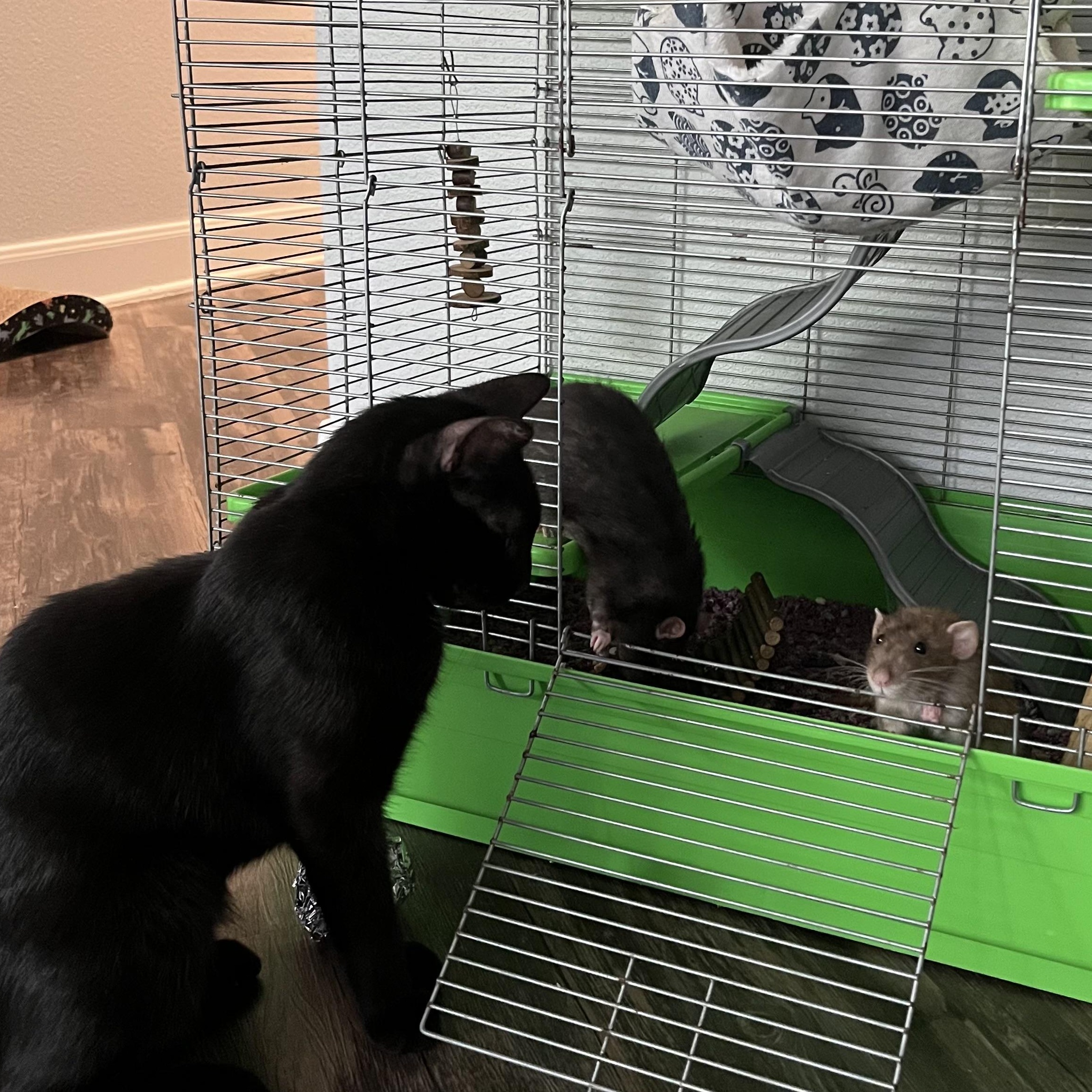 Night - sweet and gorgeous