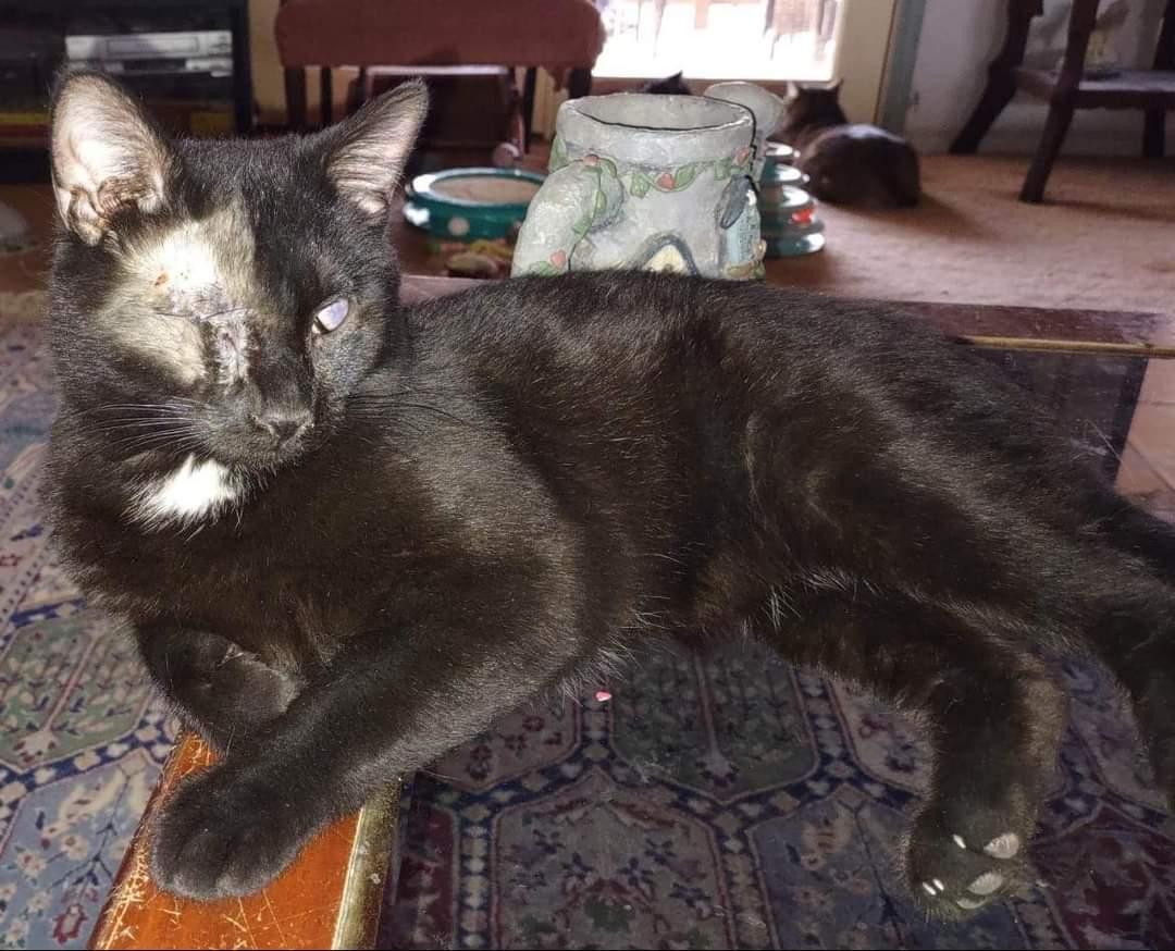 Josie Cat: Not at the Shelter: Sponsored, a Adoptable Domestic Short Hair in Rustburg, VA image 1/2