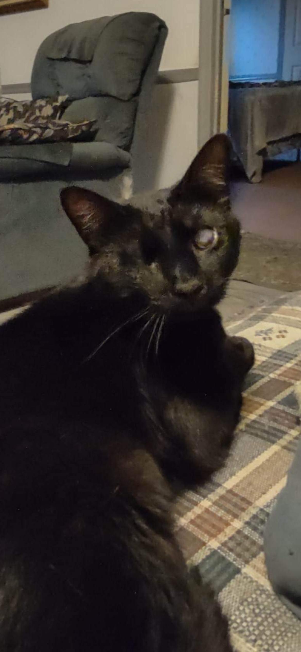 Josie Cat: Not at the Shelter: Sponsored, a Adoptable Domestic Short Hair in Rustburg, VA image 2/2