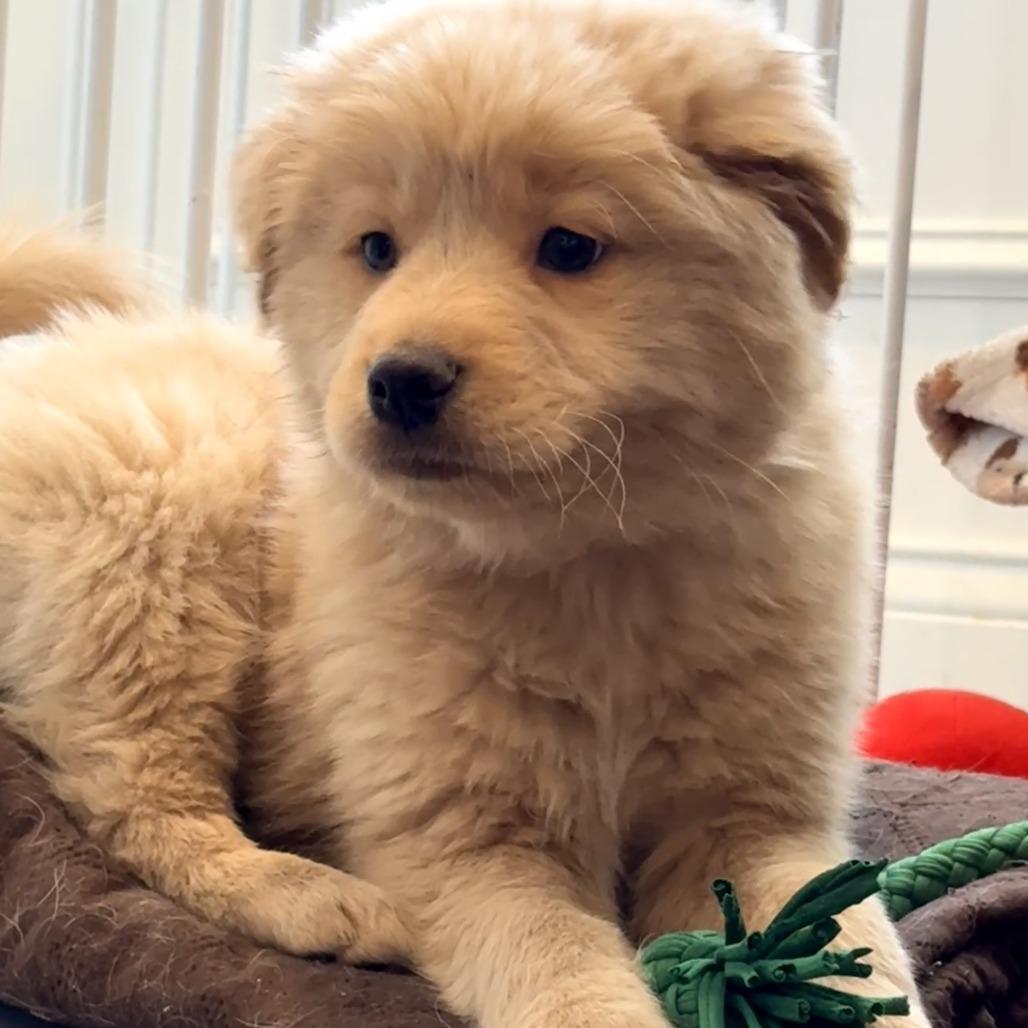 Charlie Brown, adopted, Puppy Male Mixed Breed.