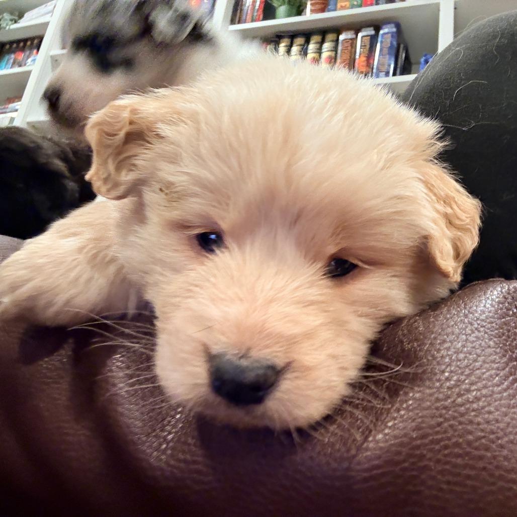 Enlarge Charlie Brown, an adopted Mixed Breed in Chicago, IL image 2/3