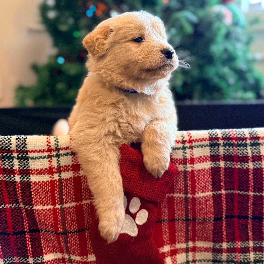 Enlarge Charlie Brown, an adopted Mixed Breed in Chicago, IL image 3/3