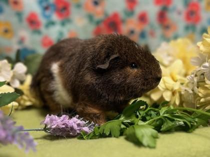 Chocolate chip, Adoptable, Young Male Guinea Pig.