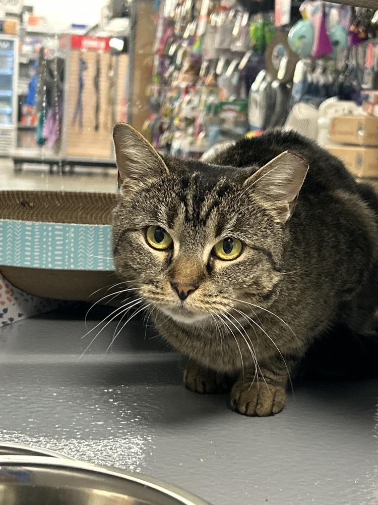 Enlarge Pinecone, a Adoptable Domestic Short Hair in East hartford, CT image 1/1