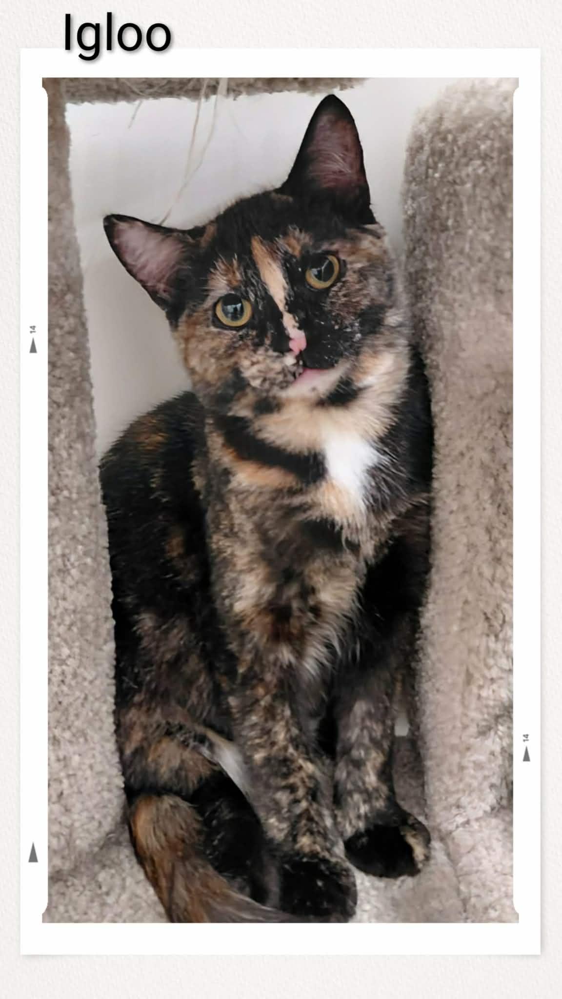 Enlarge Igloo, a Adoptable Domestic Short Hair in Caistor Centre, ON image 1/2