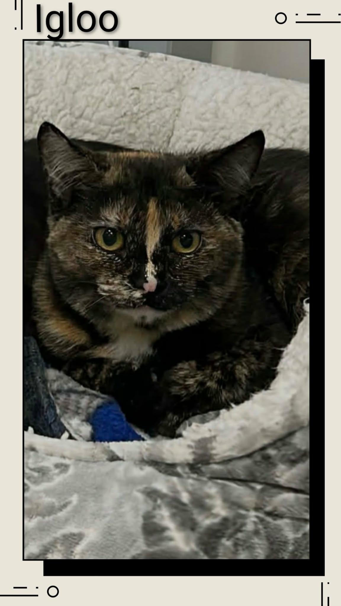 Enlarge Igloo, a Adoptable Domestic Short Hair in Caistor Centre, ON image 2/2