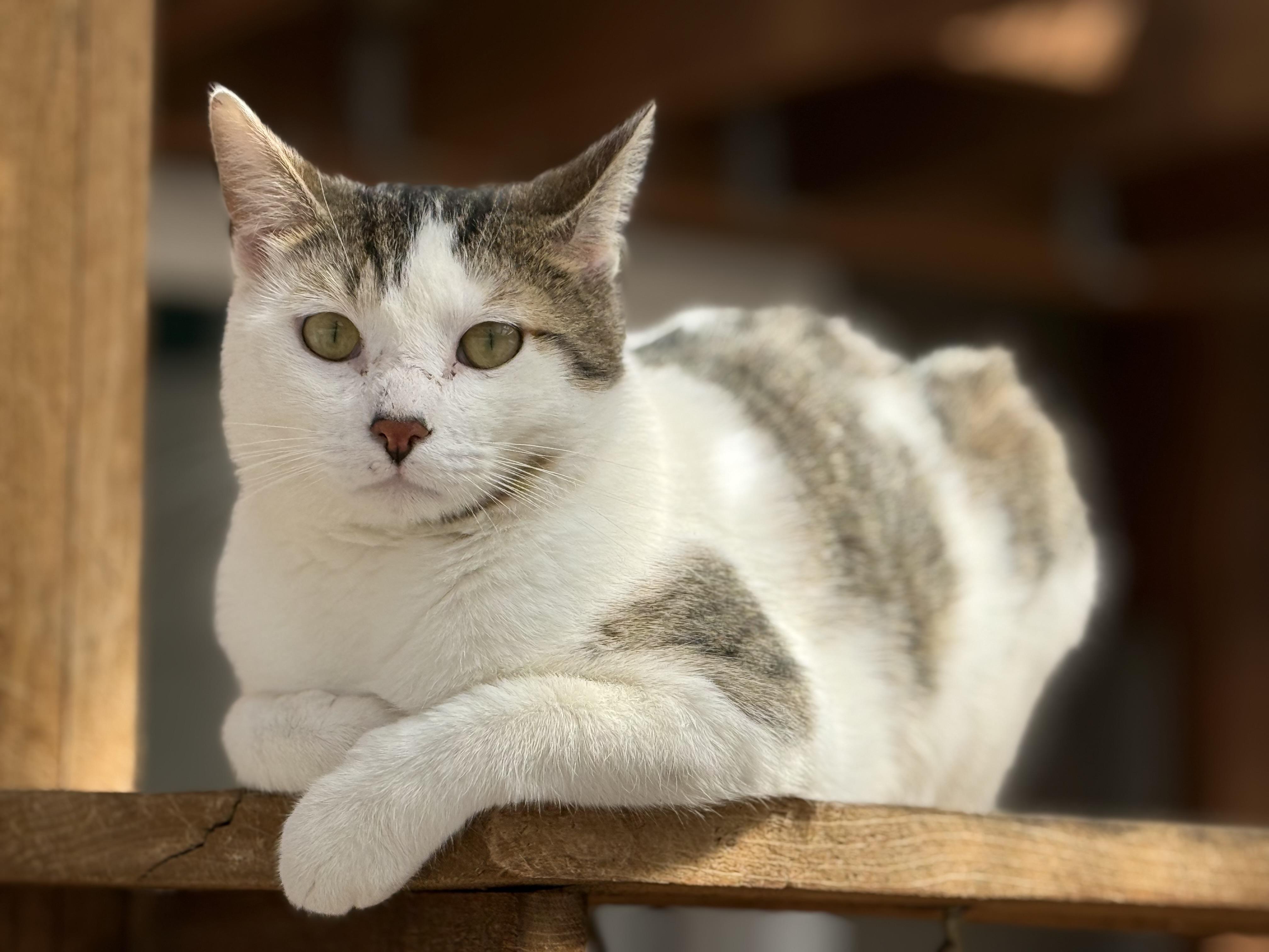 Icarus, Adoptable, Young Male Tabby.