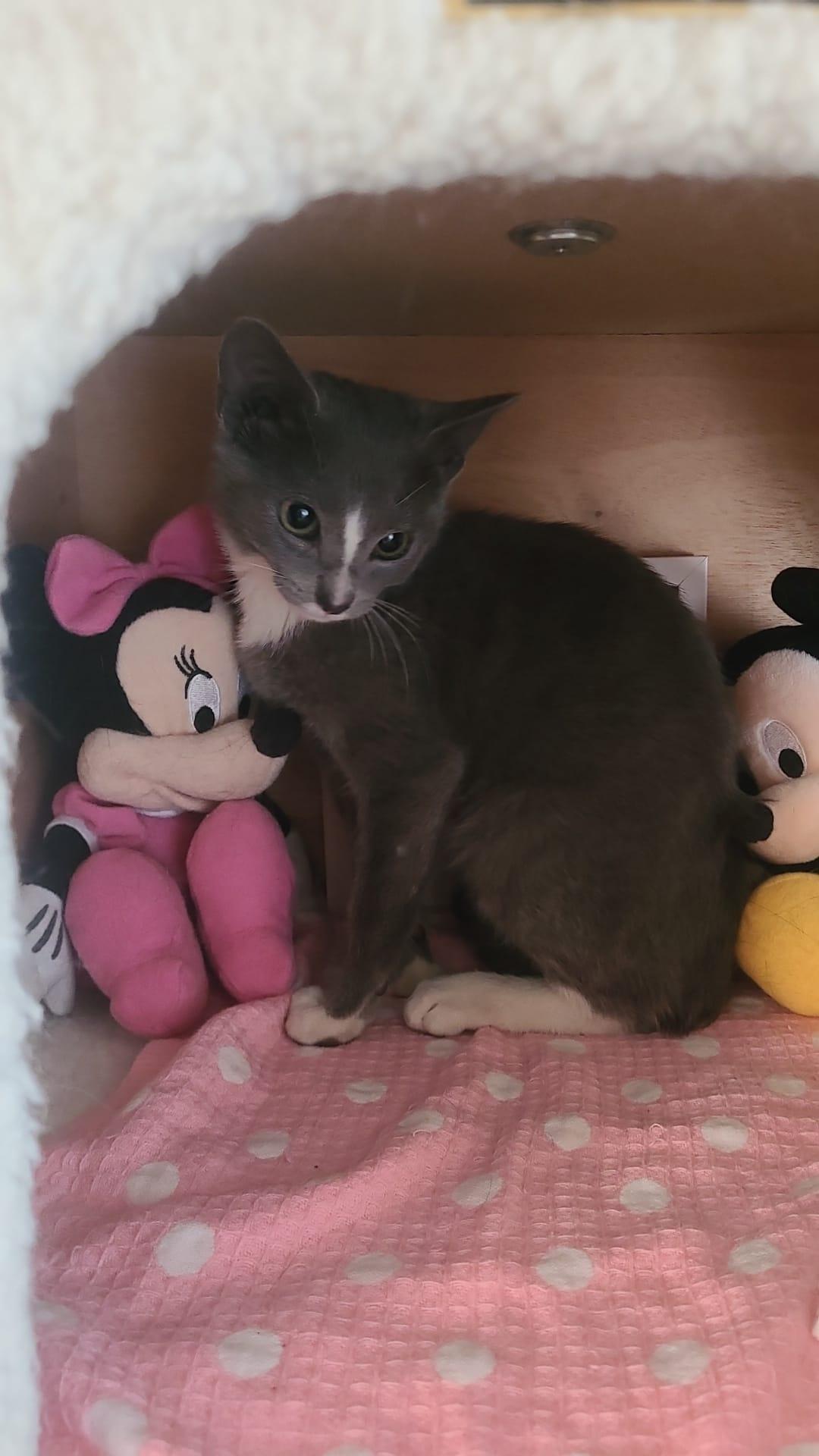 Maui, Adopted, Young Female American Shorthair.