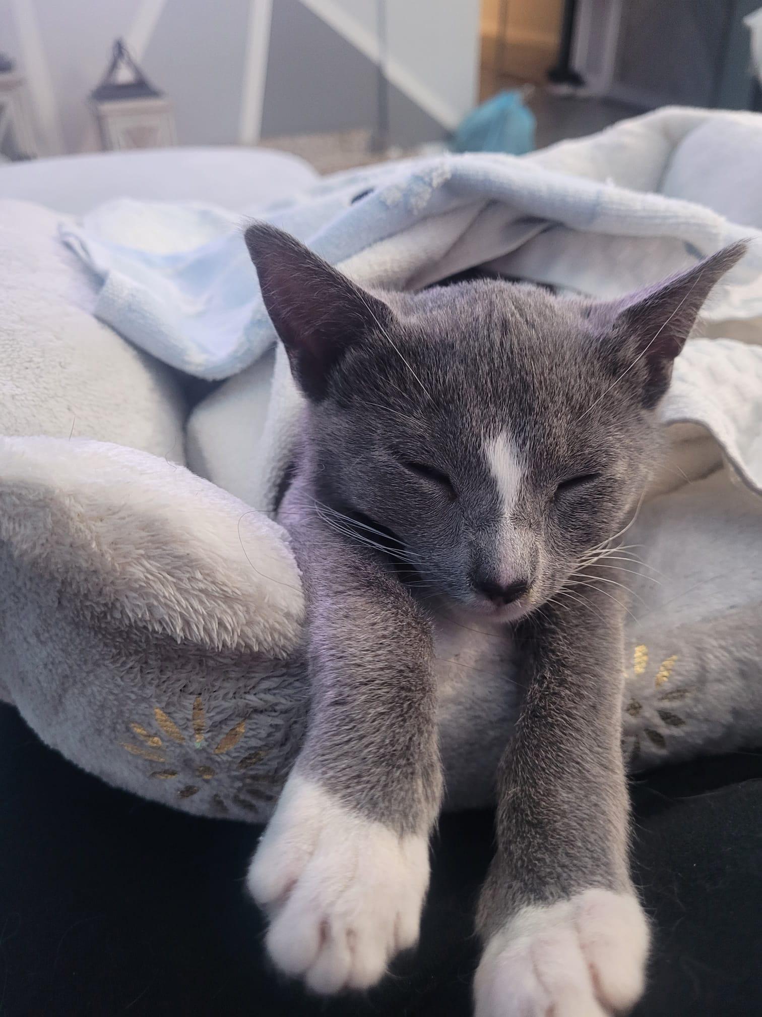 Enlarge Maui, a Adopted American Shorthair in Brooklyn, NY image 2/4