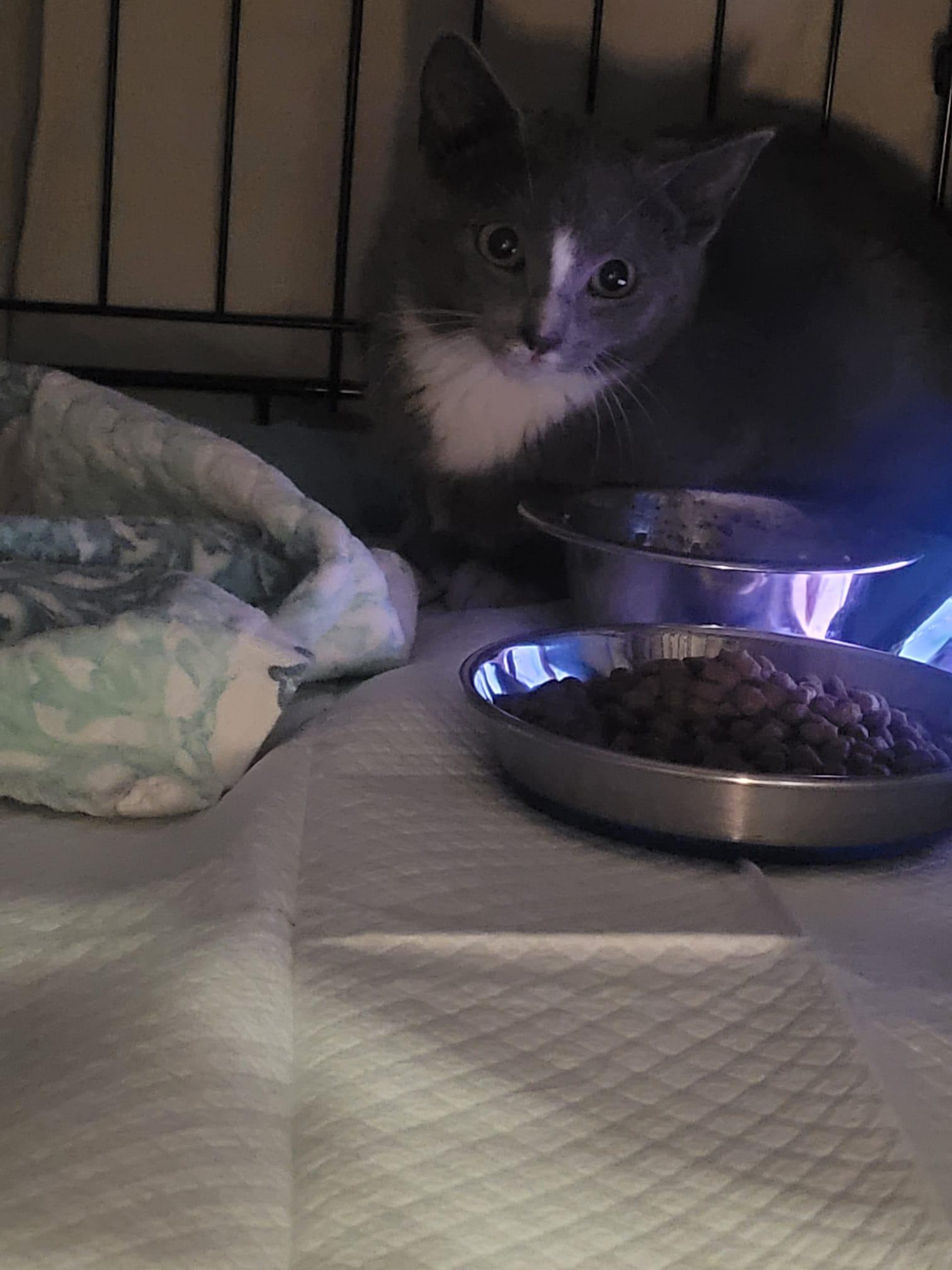 Enlarge Maui, a Adopted American Shorthair in Brooklyn, NY image 3/4