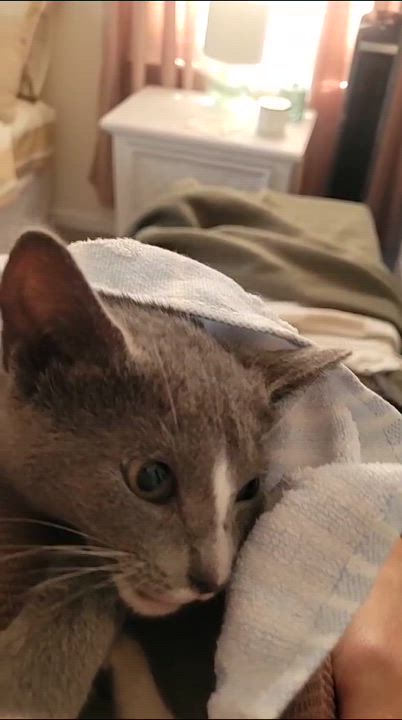 Enlarge Maui, a Adopted American Shorthair in Brooklyn, NY video 4/4