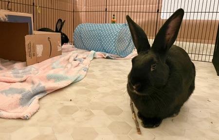 Tiny & Boston, Adoptable, Baby Male American.