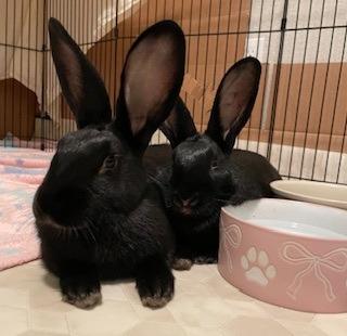 Enlarge Tiny & Boston, a Adoptable American in Folsom, CA image 2/5