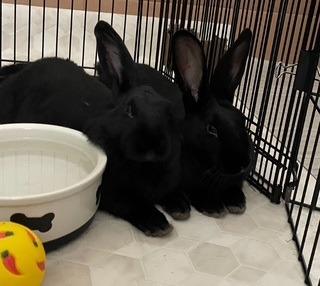 Enlarge Tiny & Boston, a Adoptable American in Folsom, CA image 3/5