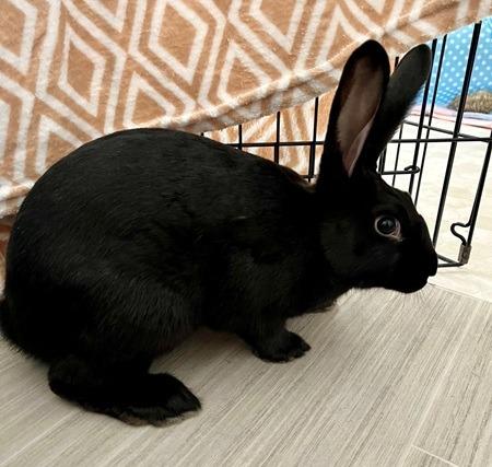 Tiny & Boston, a Adoptable American in Folsom, CA image 4/5