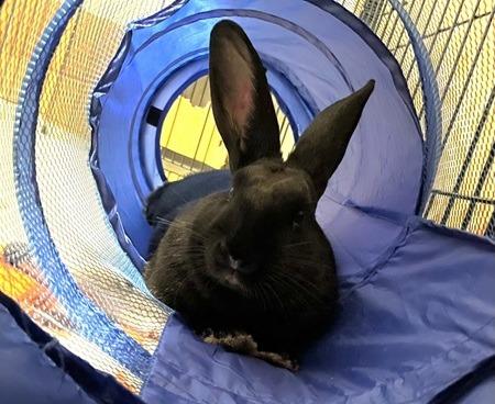 Tiny & Boston, a Adoptable American in Folsom, CA image 5/5