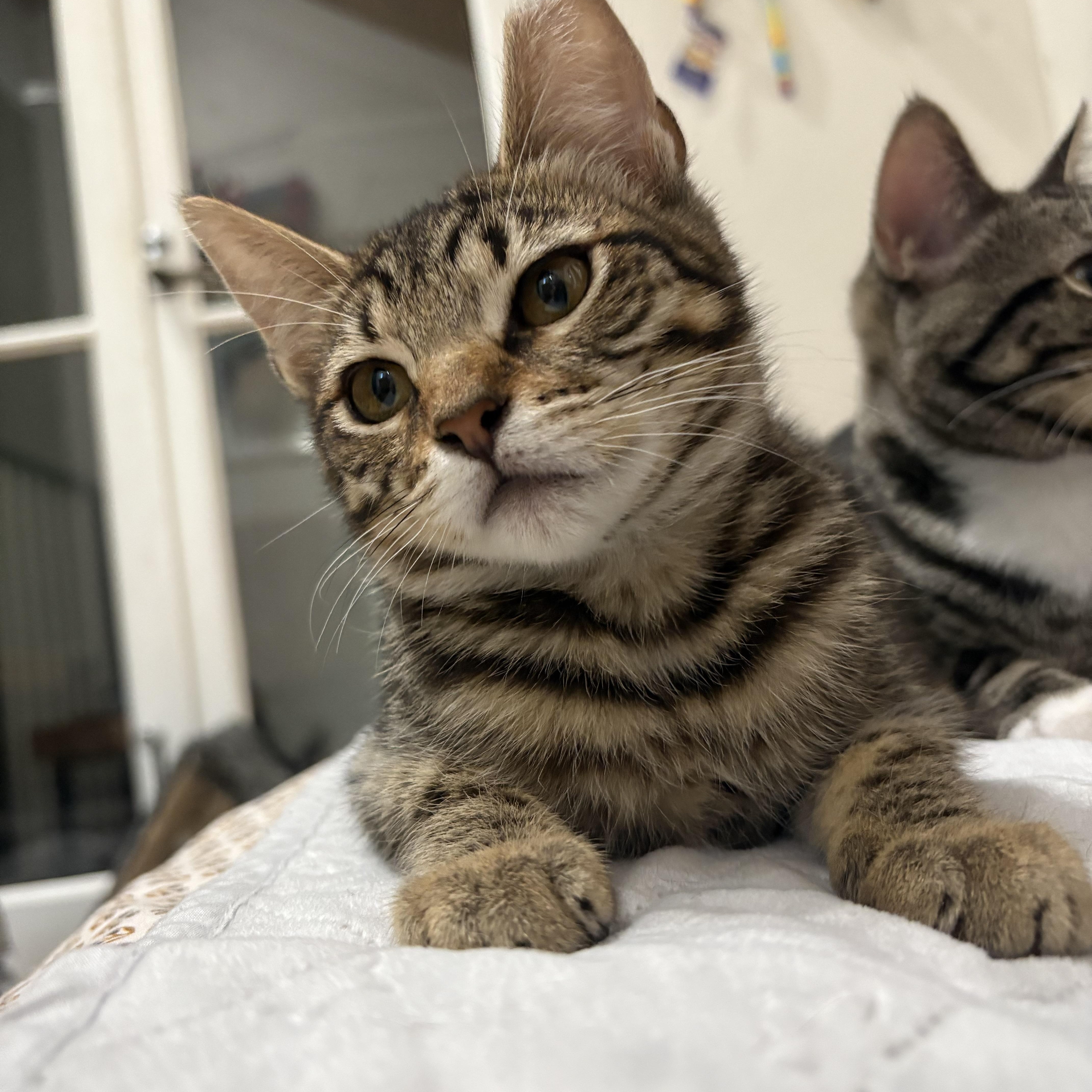 Lipton, a Adoptable Domestic Short Hair in Oakland, CA image 2/6