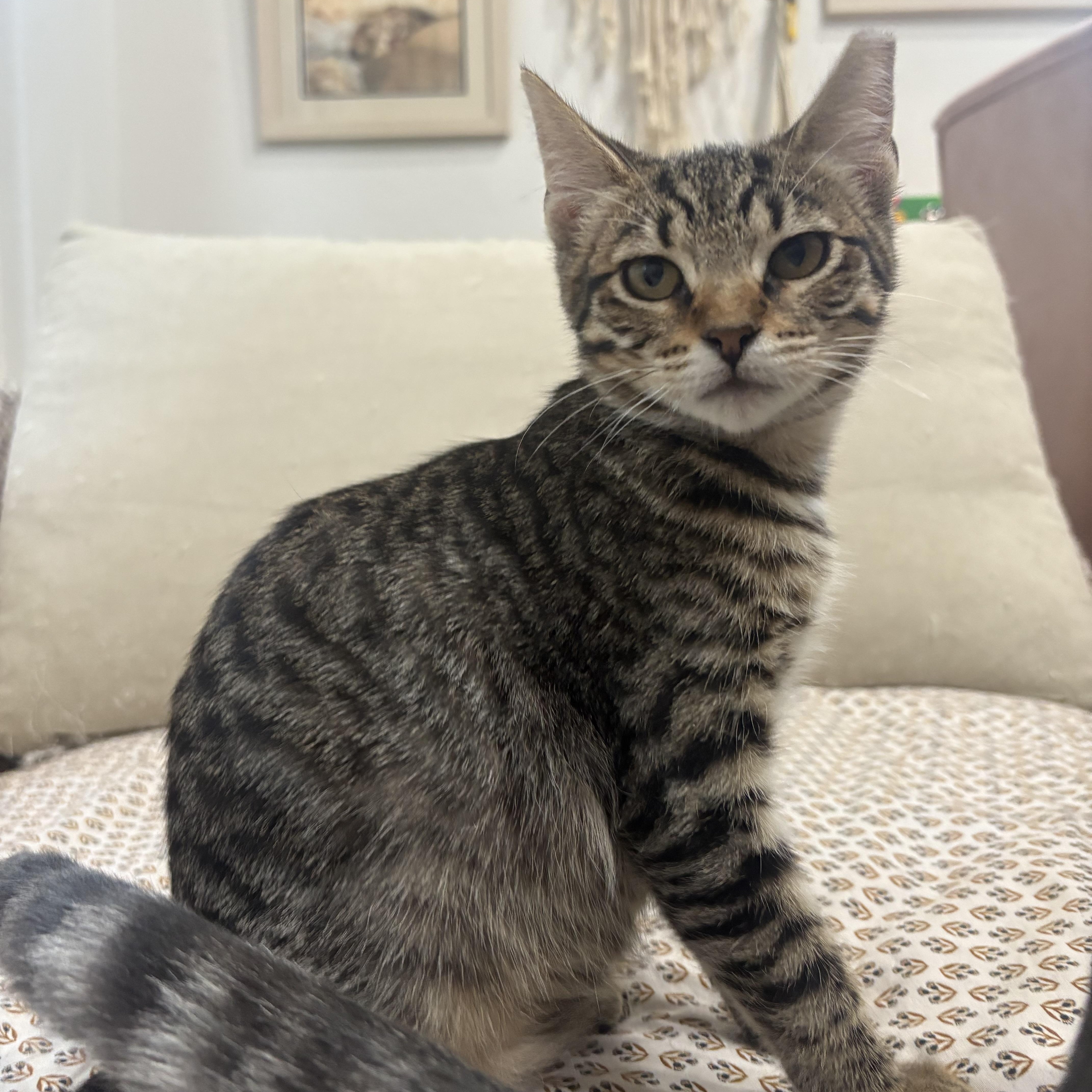 Lipton, Adoptable, Kitten Female Domestic Short Hair.