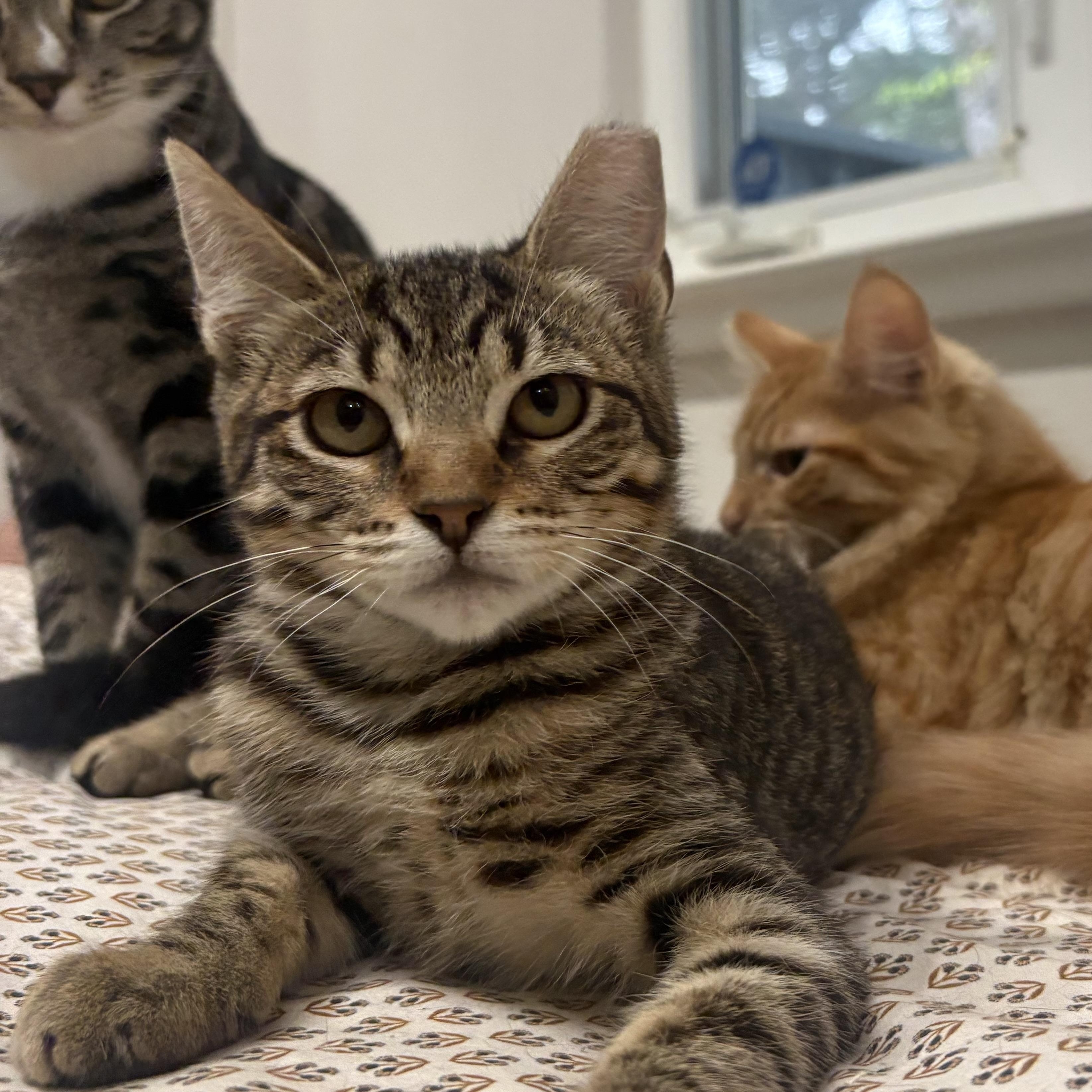 Lipton, a Adoptable Domestic Short Hair in Oakland, CA image 4/6