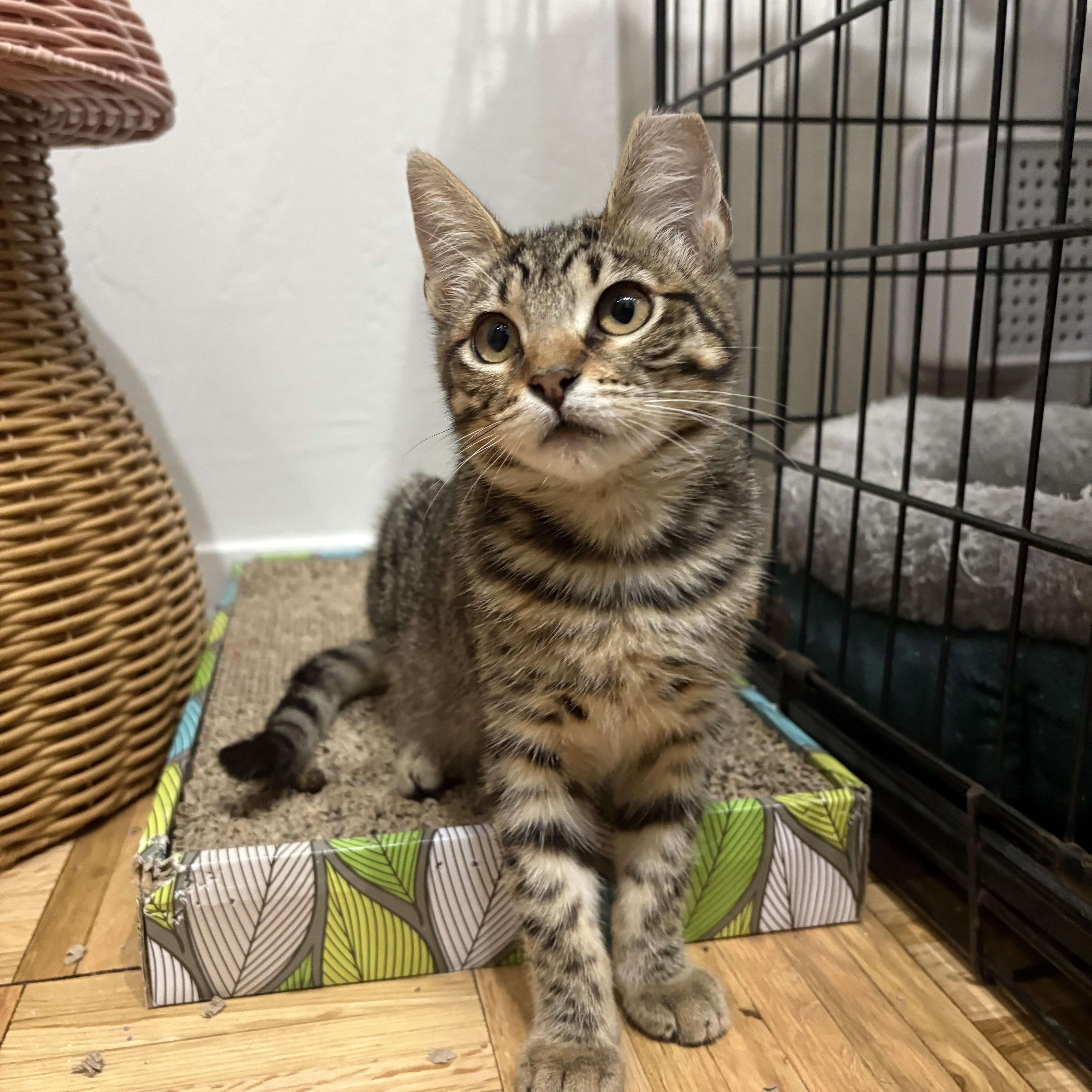 Lipton, a Adoptable Domestic Short Hair in Oakland, CA image 6/6