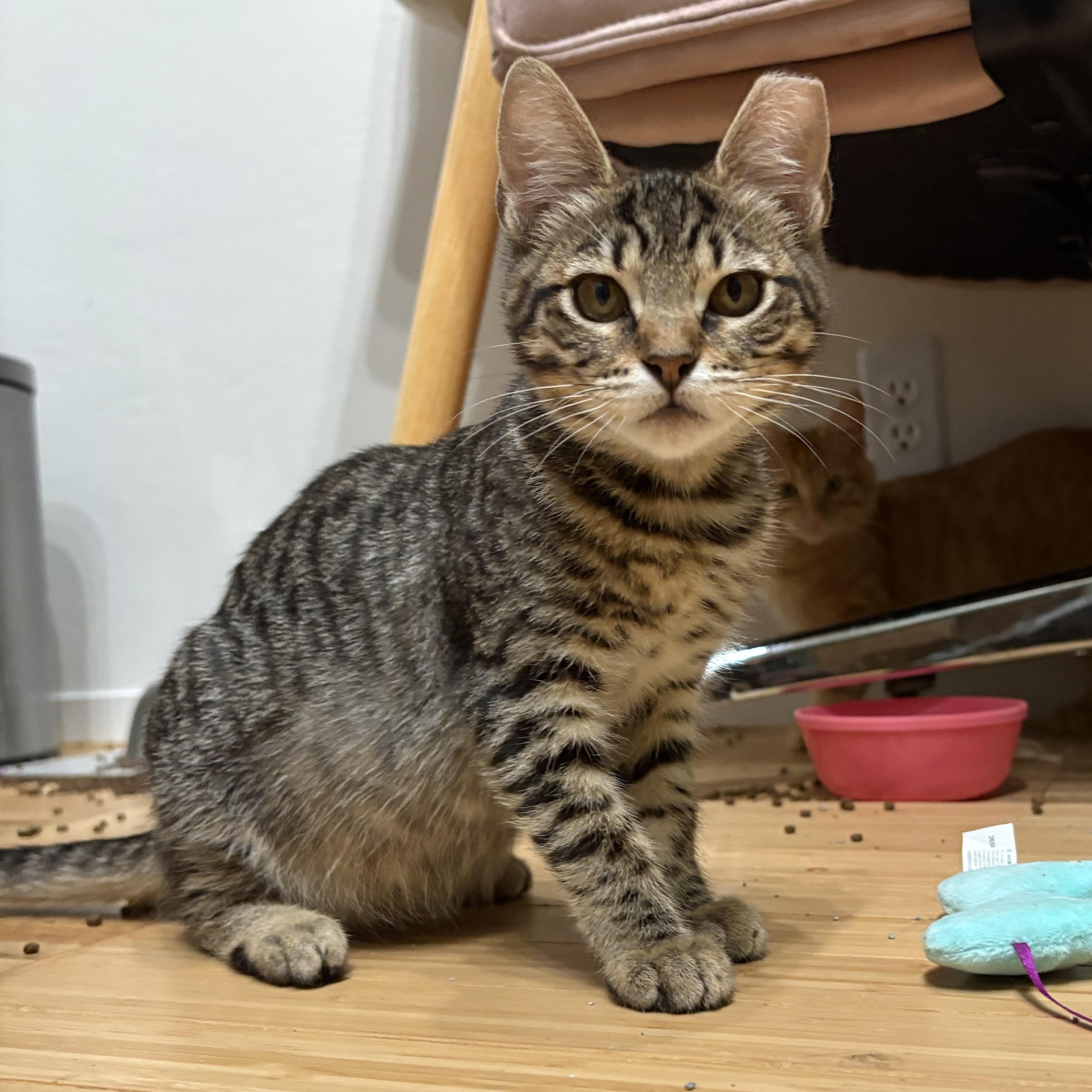 Lipton, a Adoptable Domestic Short Hair in Oakland, CA image 5/6