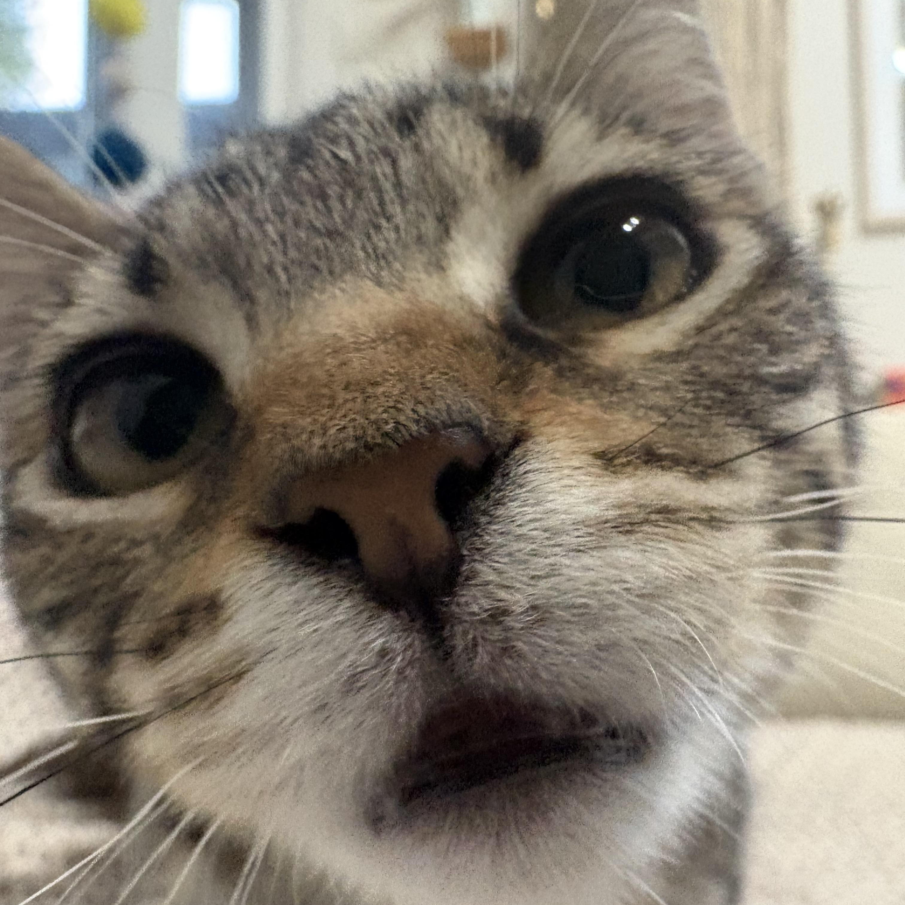 Lipton, a Adoptable Domestic Short Hair in Oakland, CA image 3/6