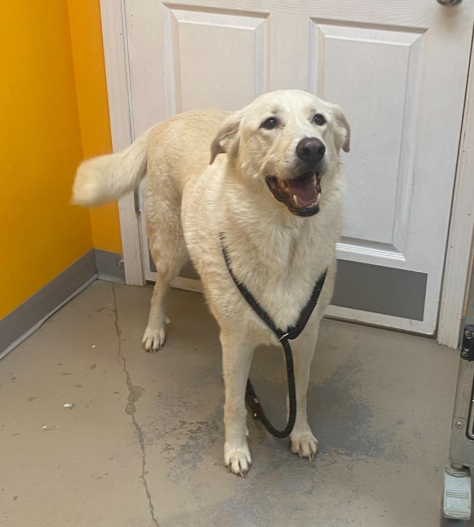 Aslyn, a Adoptable mixed breed in Bryant, AR image 1/3