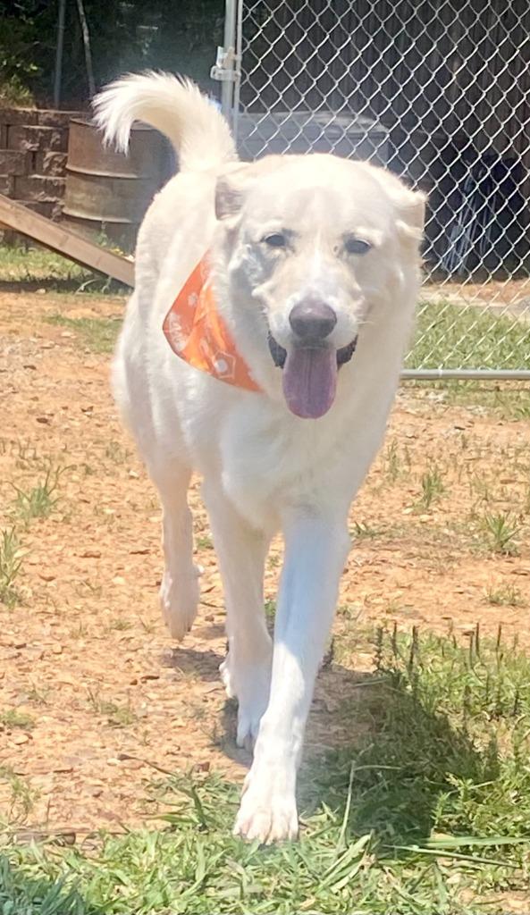 Aslyn, a Adoptable mixed breed in Bryant, AR image 2/3