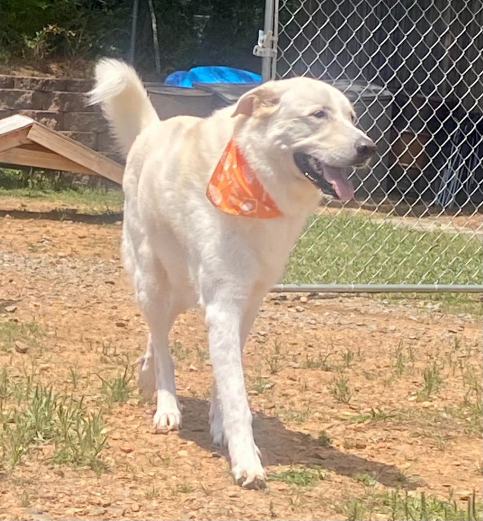 Aslyn, a Adoptable mixed breed in Bryant, AR image 3/3