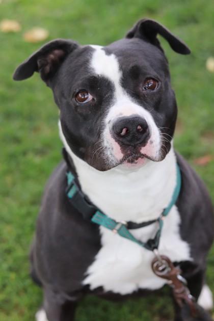 Enlarge Martini, a Adoptable Mixed Breed in Walla Walla, WA image 1/3