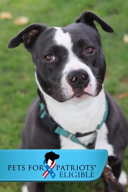 Enlarge Martini, a Adoptable Mixed Breed in Walla Walla, WA image 2/3