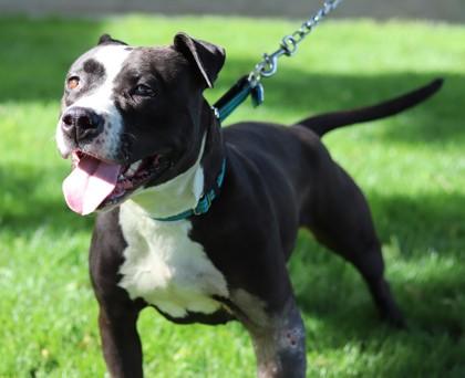 Enlarge Martini, a Adoptable Mixed Breed in Walla Walla, WA image 2/3