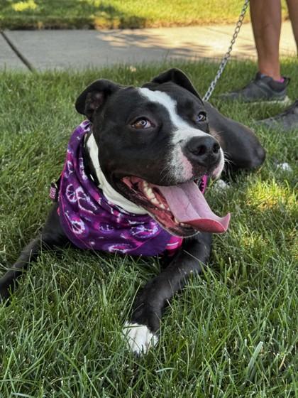 Martini, Adoptable, Young Female Mixed Breed & Mixed Breed.