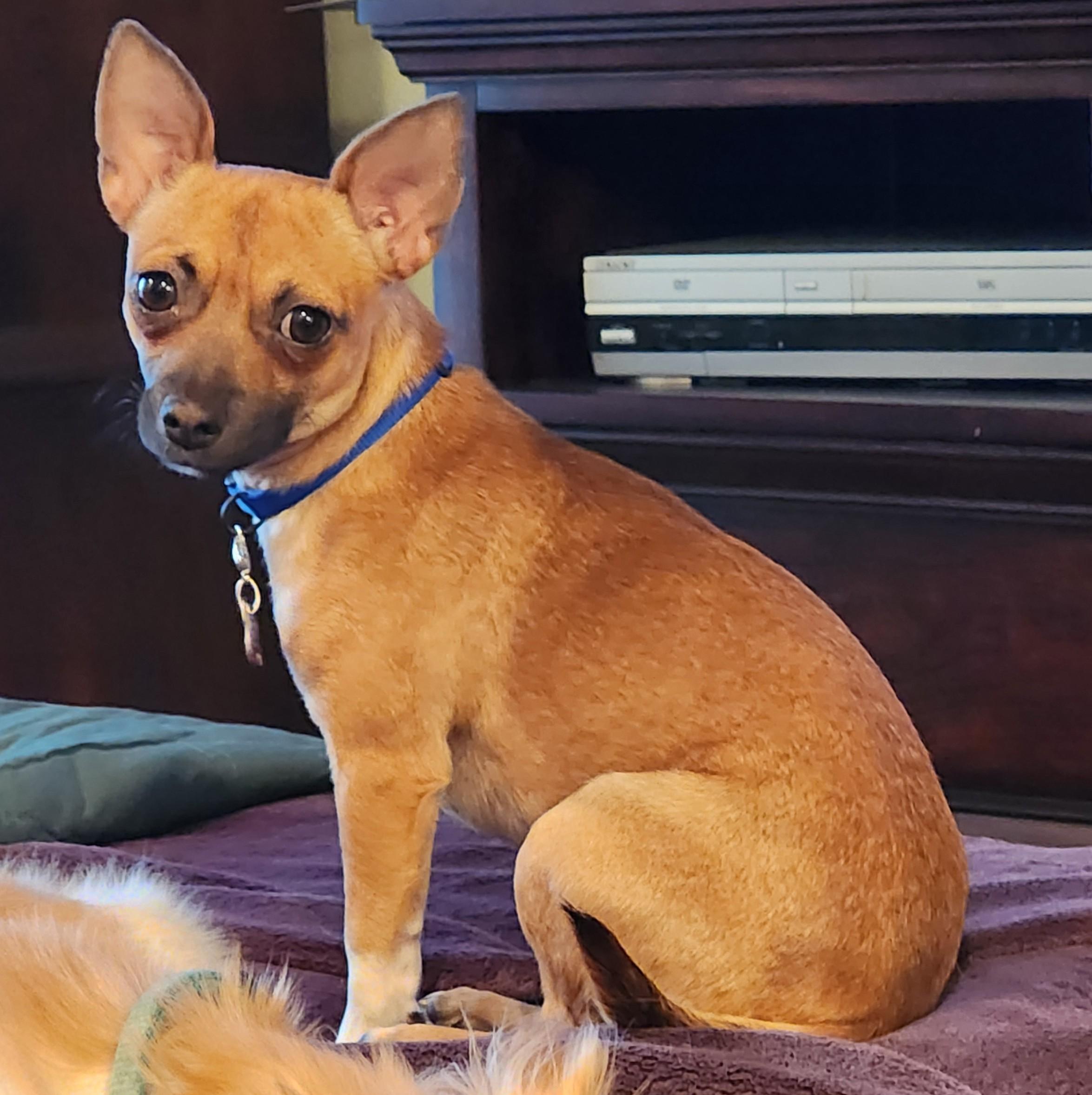 Enlarge Sunshine, a ADOPTABLE Chihuahua in Lewisville, TX image 2/3